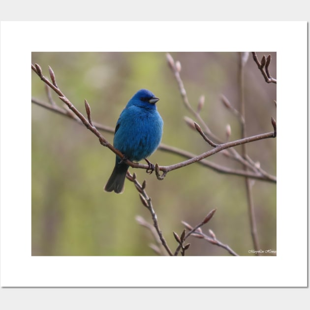 Indigo Bunting No.4 Wall Art by MaryLinH